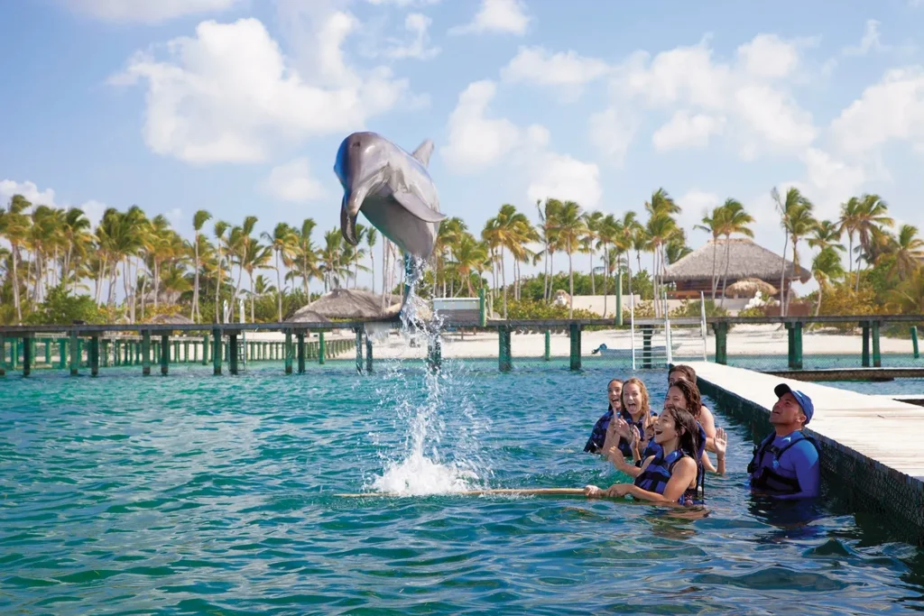 Dolphin Adventure