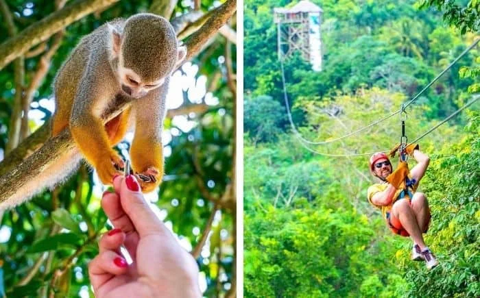 Monkeyland + Zipline